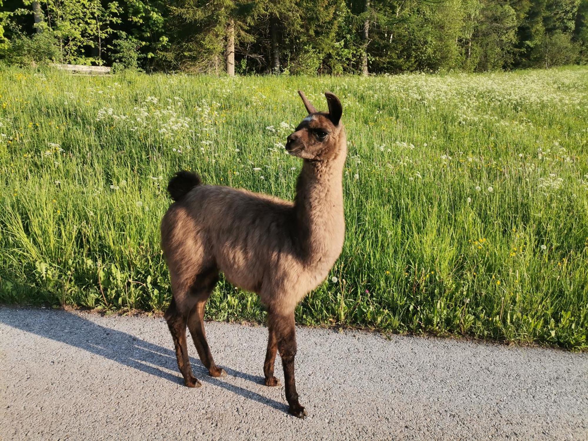 Schupferhof Lägenhet Petersberg Exteriör bild